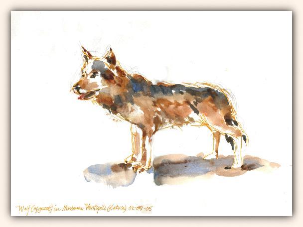 Wolf in Latvia, aquarel uit reisschetsboek 2005